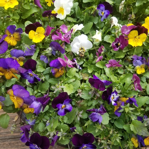 Meet your Posher, Megan - Picture 1 of 1